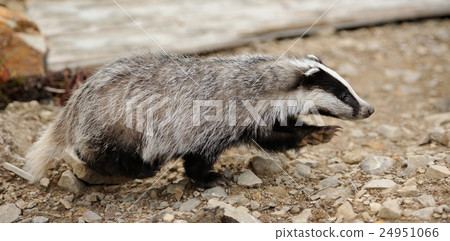 Badger Badger 24951066