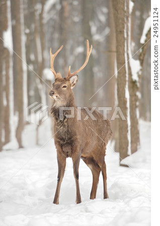Deer Deer 24951124