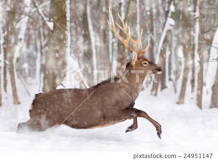 Deer Deer 24951147