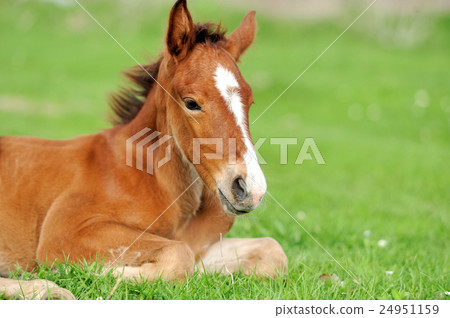 Colt on a meadow Colt on a meadow 24951159