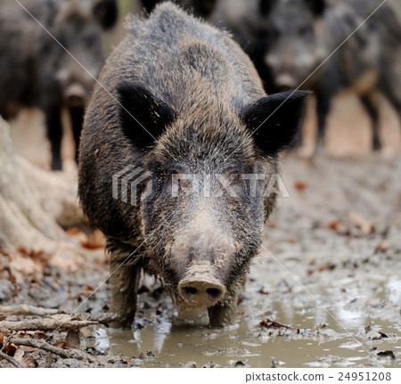 Wild boar Wild boar 24951208
