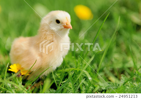Little chicken Little chicken 24951213