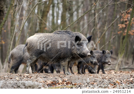 Wild boar Wild boar 24951214