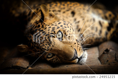 Leopard Leopard 24951215