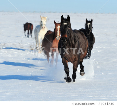 Horse Horse 24951230