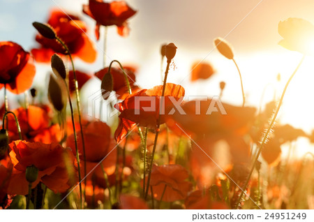 Wild poppy flower 24951249