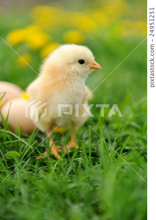 Little chicken 24951251