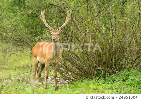 Deer Deer 24951304