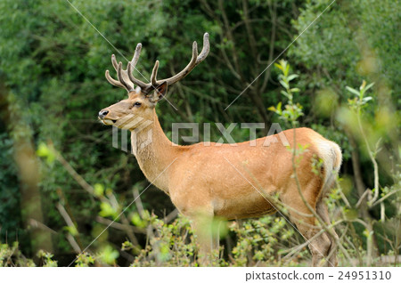 Deer 24951310