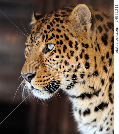 Leopard 24951311