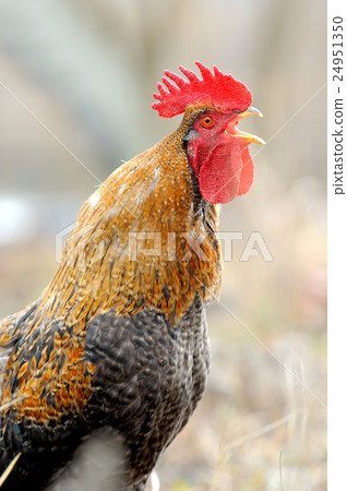 Beautiful Rooster 24951350