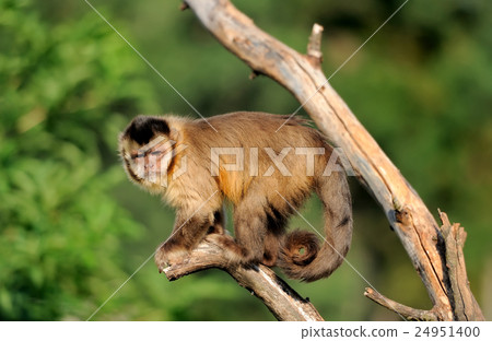 Capuchin monkey 24951400