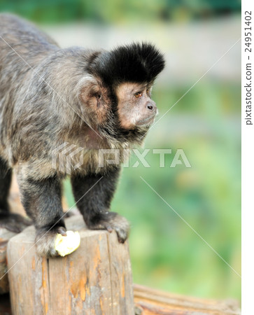 Capuchin monkey Capuchin monkey 24951402