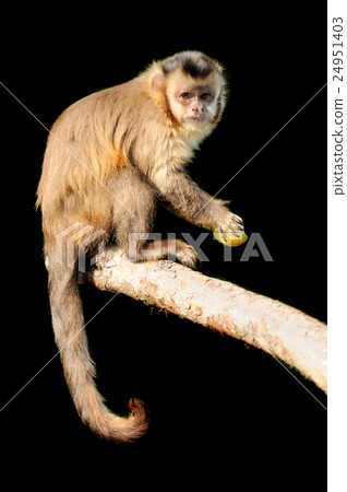 Capuchin monkey on black background Capuchin monkey on black background 24951403