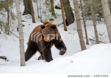 Bear in winter Bear in winter 24951404