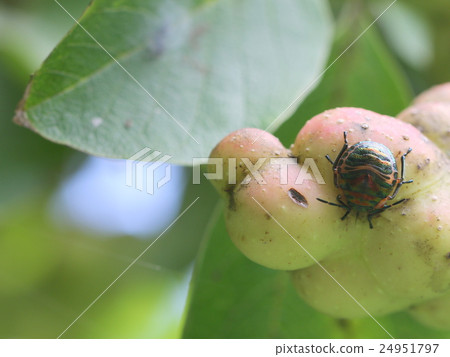 Red moss Red moss 24951797