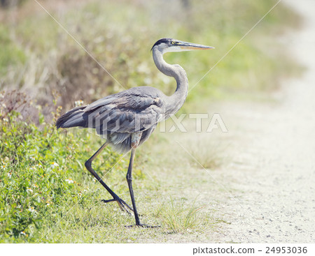 Great Blue Heron walking Great Blue Heron walking 24953036