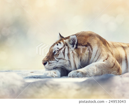 Tiger resting on a rock Tiger resting on a rock 24953043