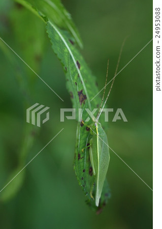 Living thing insects Bears live on trees, and seems to live also in street trees in the town 24953088