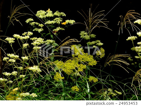 Autumn field grass 24953453