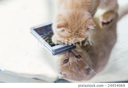 close up of scottish fold kitten with smartphone close up of scottish fold kitten with smartphone 24954069