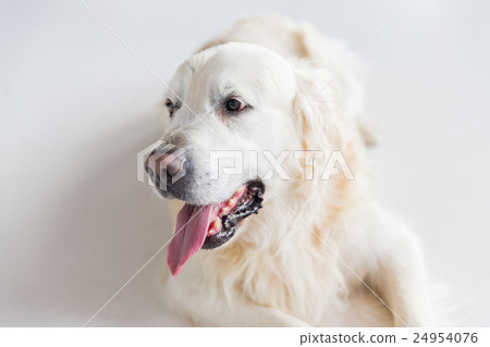 close up of golden retriever dog 24954076
