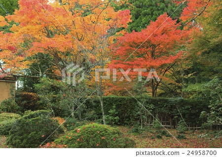 Kyoto Autumn leaves of Jingoji Temple 24958700