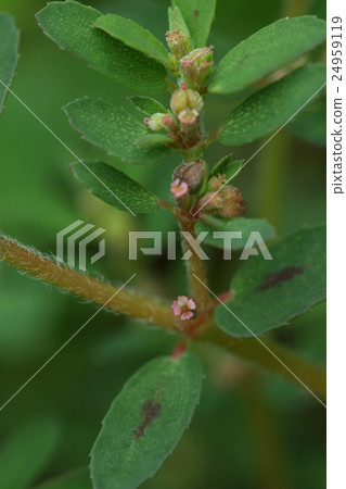 Natural plant konjikisou, a naturalized plant of North American origin. A small flower as small as 1 mm is attached to the axil Natural plant konjikisou, a naturalized plant of North American origin. A small flower as small as 1 mm is attached to the axil 24959119