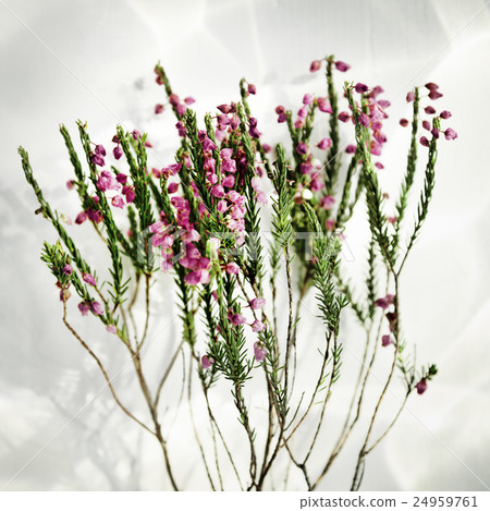 Stem Flower Beautiful Fresh Concept Stem Flower Beautiful Fresh Concept 24959761