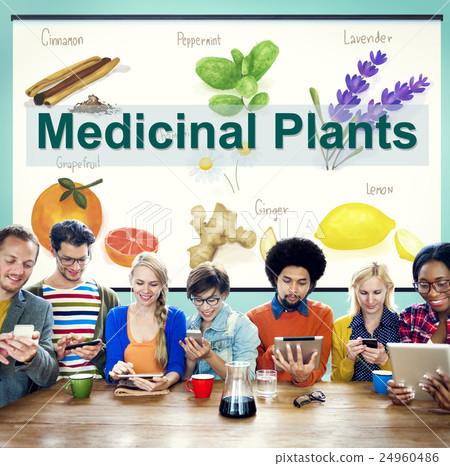 Medicinal Plants Natural Cure Herb Herbalism Concept Medicinal Plants Natural Cure Herb Herbalism Concept 24960486