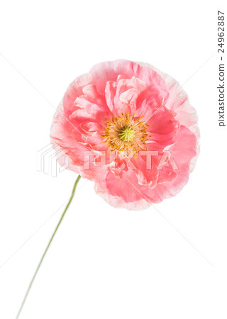 poppy flower poppy flower 24962887