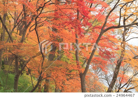 Autumn leaves of Tatsuta Park Autumn leaves of Tatsuta Park 24964467