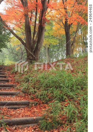 Autumn leaves of Tatsuta Park Autumn leaves of Tatsuta Park 24964468