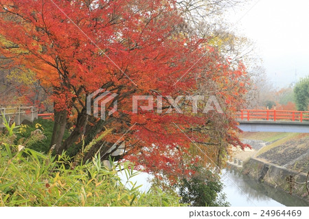 Autumn leaves of Tatsuta Park Autumn leaves of Tatsuta Park 24964469