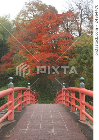 Tatsuta公園秋葉 24964470