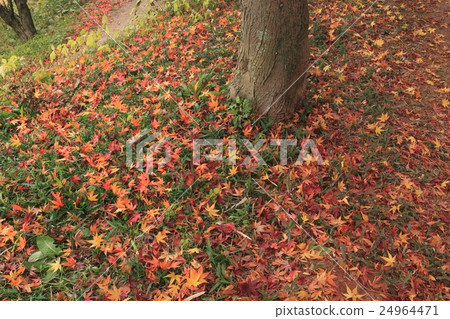 Tatsuta公園秋葉 24964471