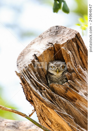 Spotted Owlet (Athene Brama) in tree hollow 24964647