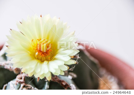 Flower of Star Cactus (Astrophytum Myriostigma) 24964648