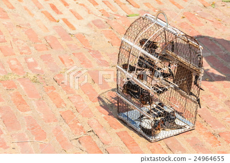 Swallow birds in bird cage for sell to people 24964655