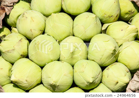 White lotus selling in the market White lotus selling in the market 24964656