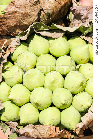 White lotus selling in the market 24964657