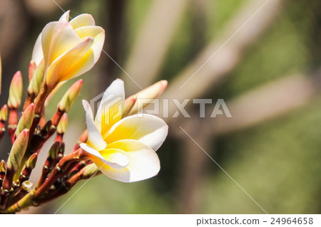 Plumeria flower (frangipani) Plumeria flower (frangipani) 24964658