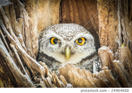 Spotted Owlet (Athene Brama) in tree hollow 24964688