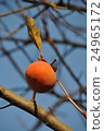 Persimmon nuts 24965172