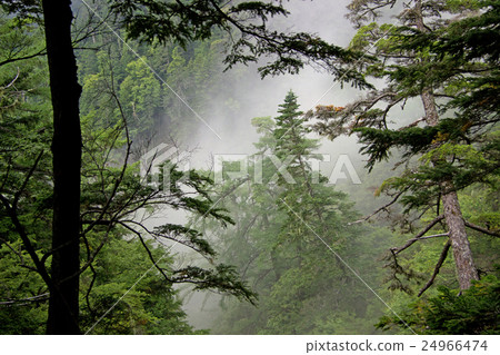 Sunny Kuroki no Mori Southern Alps Kita dake Sunny Kuroki no Mori Southern Alps Kita dake 24966474