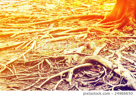 The roots of a large tree . The roots of a large tree . 24966650