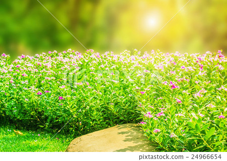 Flower in the garden 24966654