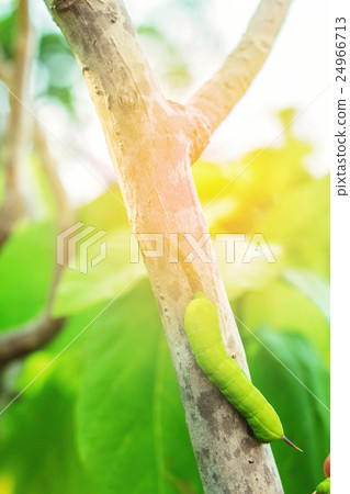 worm on a tree 24966713