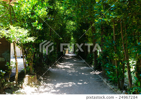 Okinawa Prefecture Headquarters Town Bise Fukugi Namiki 24967284