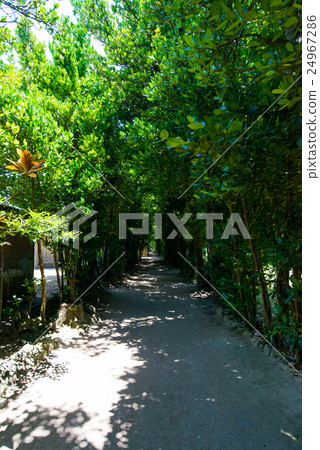 沖繩縣總部府Bise Fukugi Namiki 24967286